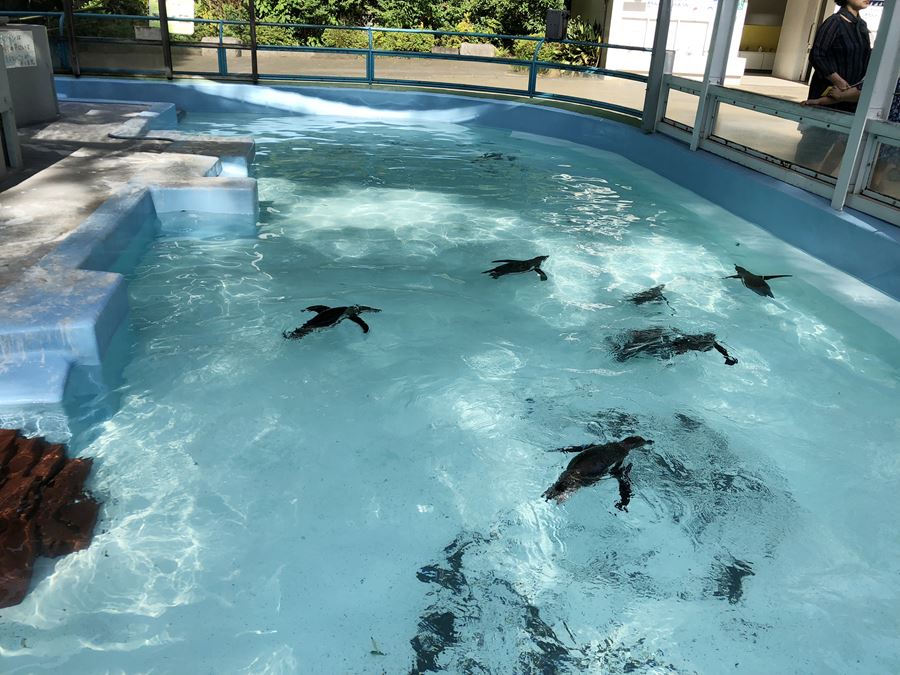 野毛山動物園のペンギンが泳ぐ姿