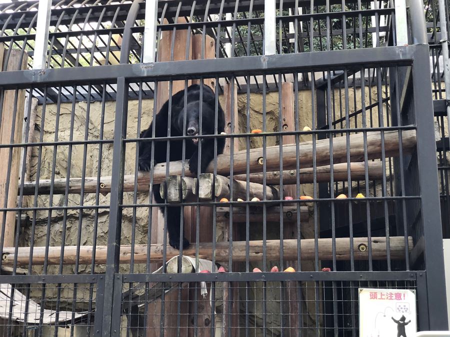 野毛山動物園のツキノワグマが餌を食べる風景