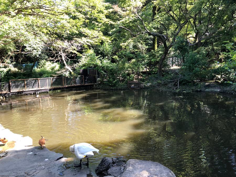 野毛山動物園の大池写真
