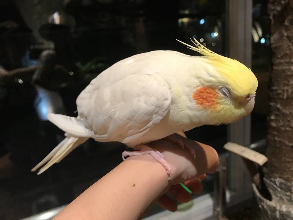オービィ横浜のアニマルスタジオ写真