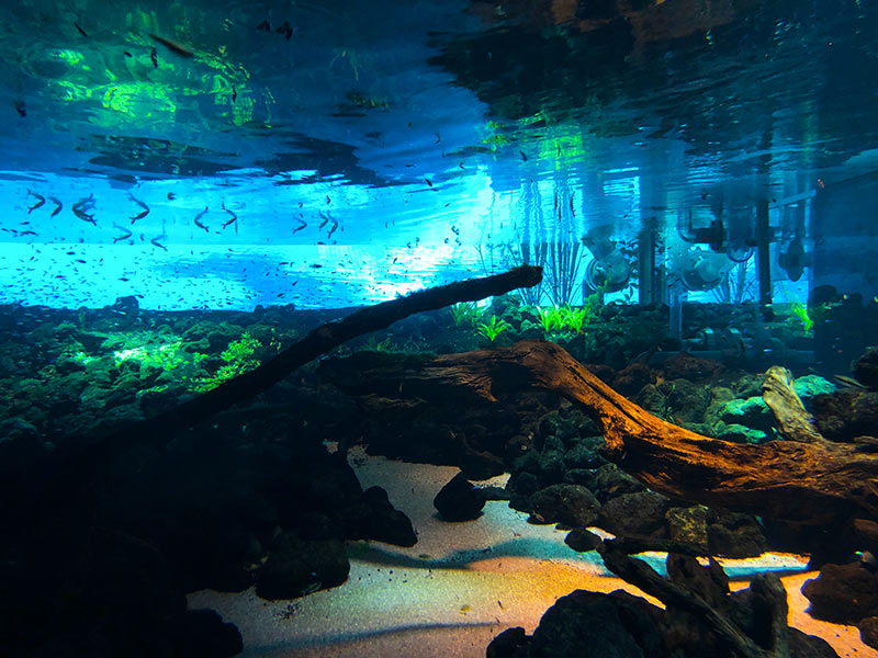 「カワスイ 川崎水族館」の南アメリカゾーン写真