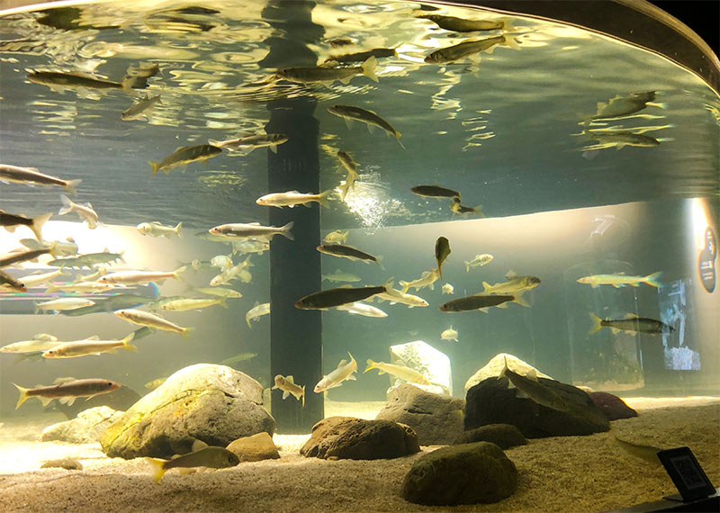 「カワスイ 川崎水族館」の多摩川ゾーン写真