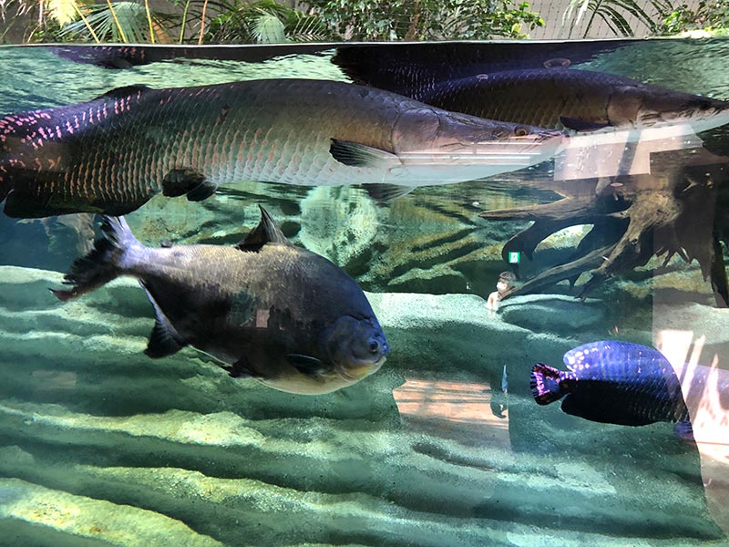 「カワスイ 川崎水族館」のアマゾンゾーンの写真