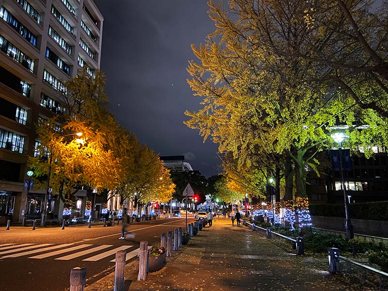 日本大通り駅から横浜公園へと続く並木道の写真