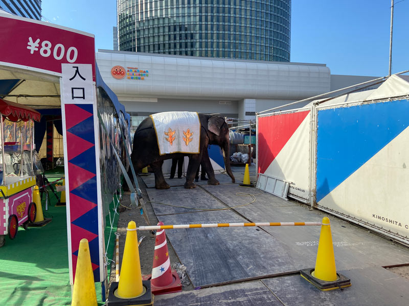 木下大サーカス横浜公演2021の象との記念撮影