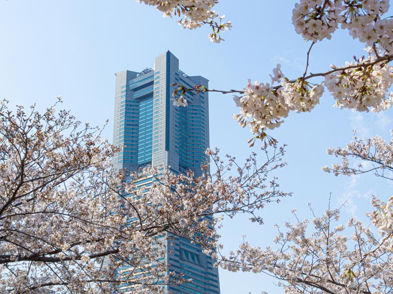 桜の季節に汽車道から見た横浜ランドマークタワーの写真